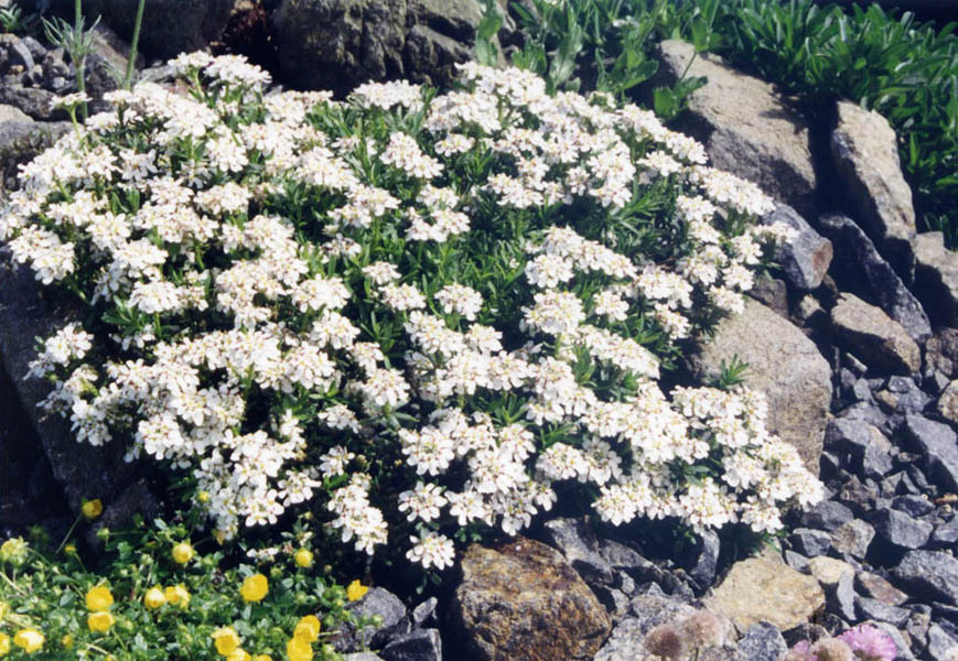 Iberis sempervirens 'Pygmaea' photo